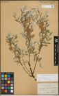 Foto von Salix repens subsp. incubacea (L.) A. Neumann
